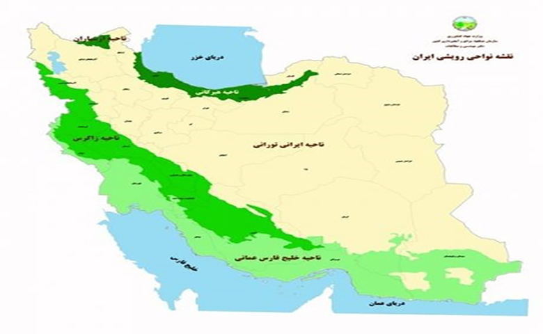 جنگل های هیرکانی: راهنمای سفر به یادگار دوران ماموت‌ها در ایران