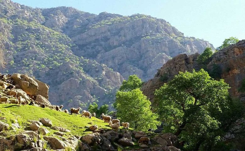 معرفی-دشت-شیمبار.jpg