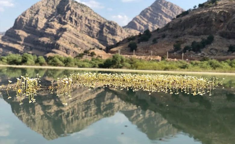 بهترین-زمان-سفر-به-دشت-شیمبار.jpg