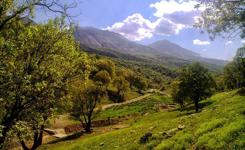 جنگل‌های-بلوط.jpg