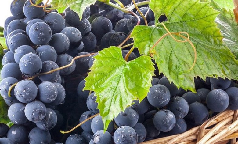 با سنت‌‌های کهن همراه باشید: جشن انگور آذربایجان