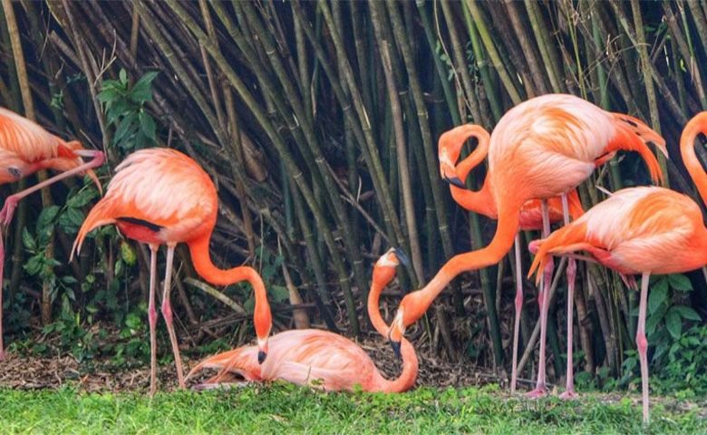 باغ پرندگان کیش + عکس و آدرس