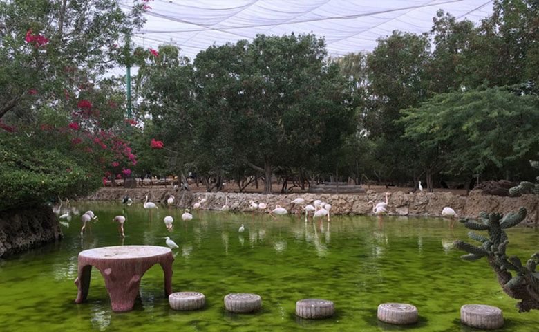 باغ پرندگان