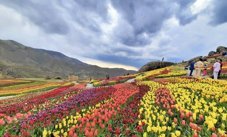 روستای کندر کرج، مهمانی دو میلیون لاله هزاررنگ!