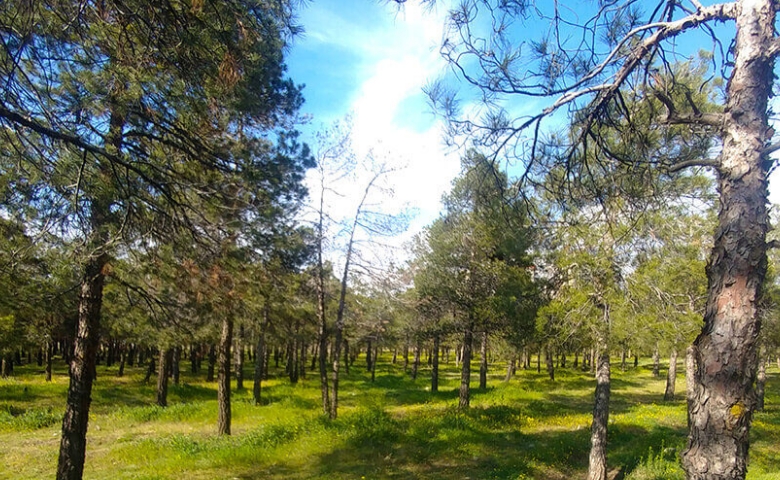 پارک جنگلی خرگوش دره