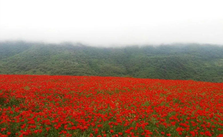 دشت شقایق گالیکش جاهای دیدنی گلستان