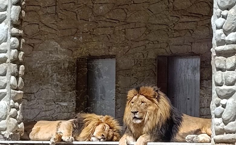 شیری در باغ وحش ارم