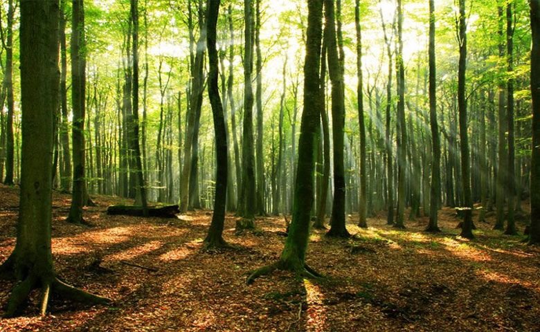 راهنمای-سفر-به-شمال-و-انتخاب-مقصد.jpg