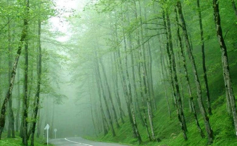 بهترین-مناطق-جنگلی-استان-گیلان.jpg