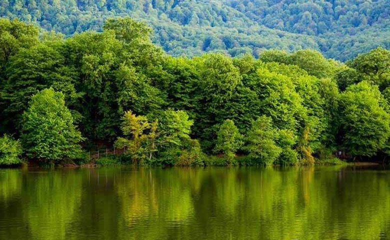 بهترین-جنگل&zwnj;های-شمال.jpg