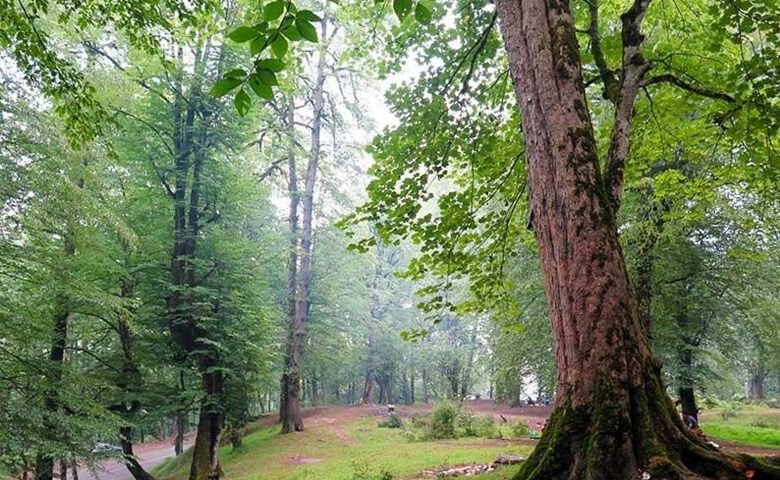 پوشش-گیاهی-و-جانوری-جنگل-دالخانی.jpg