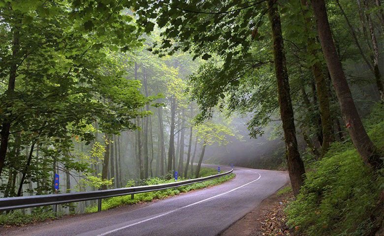 راهنمای سفر به جنگل دالخانی و اقامت در بهشت! | جاباما