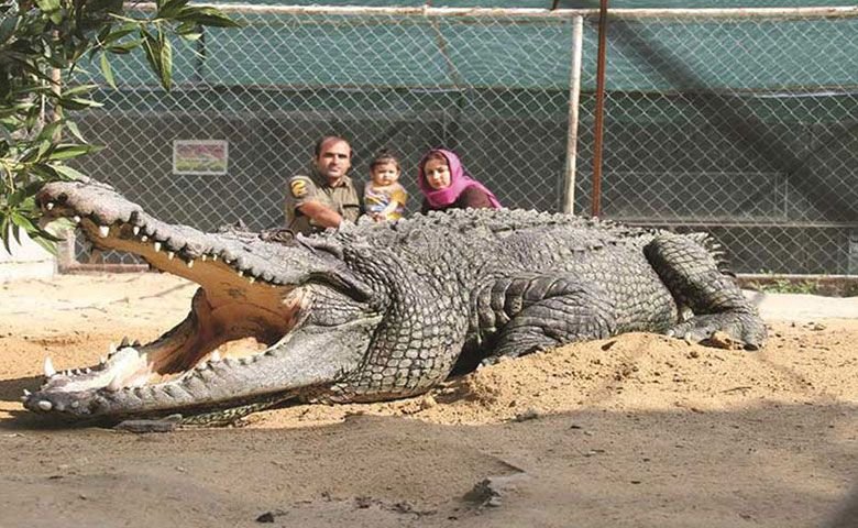 پارک-کروکودیل-قشم.jpg