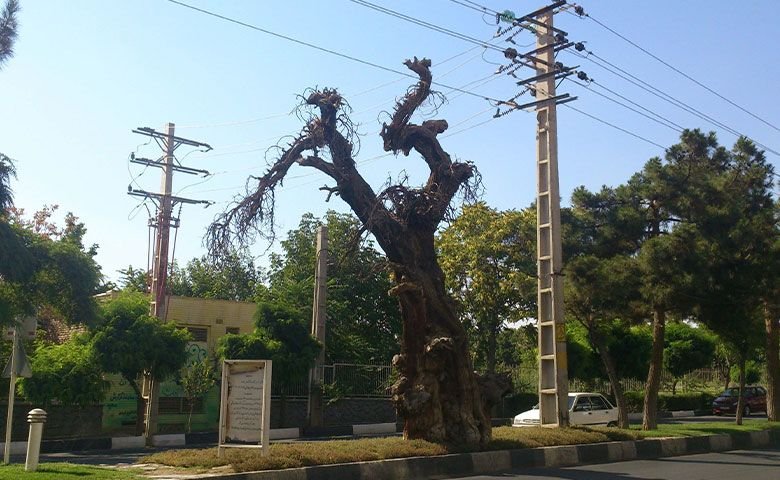 سرو-قدیمی-کرج.jpg