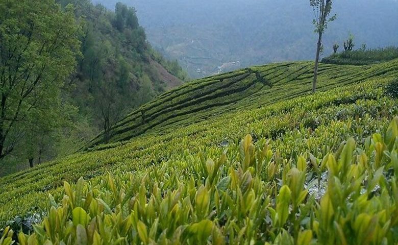 آب‌وهوای لاهیجان