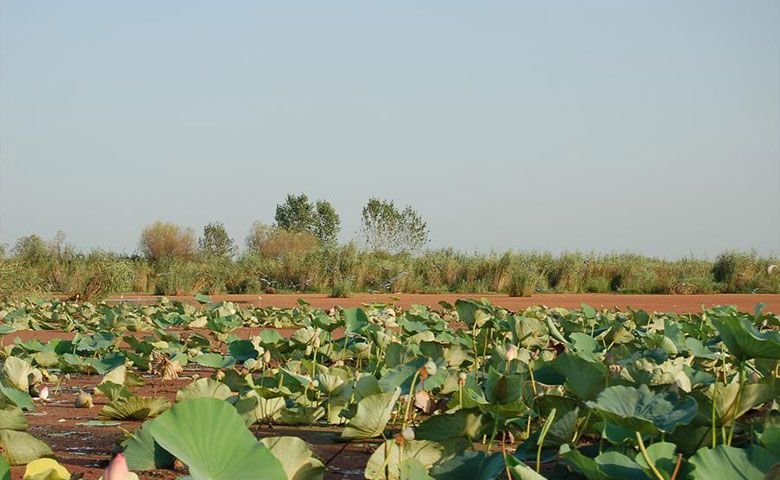 تالاب-انزلی.jpg