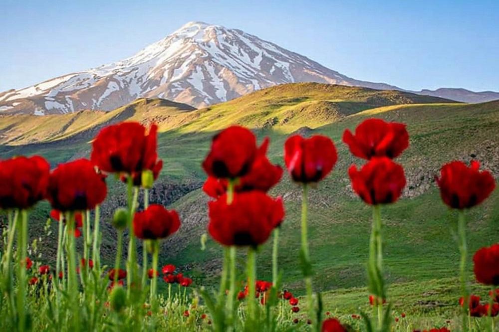 عکس دشت شقایق لار در بهار