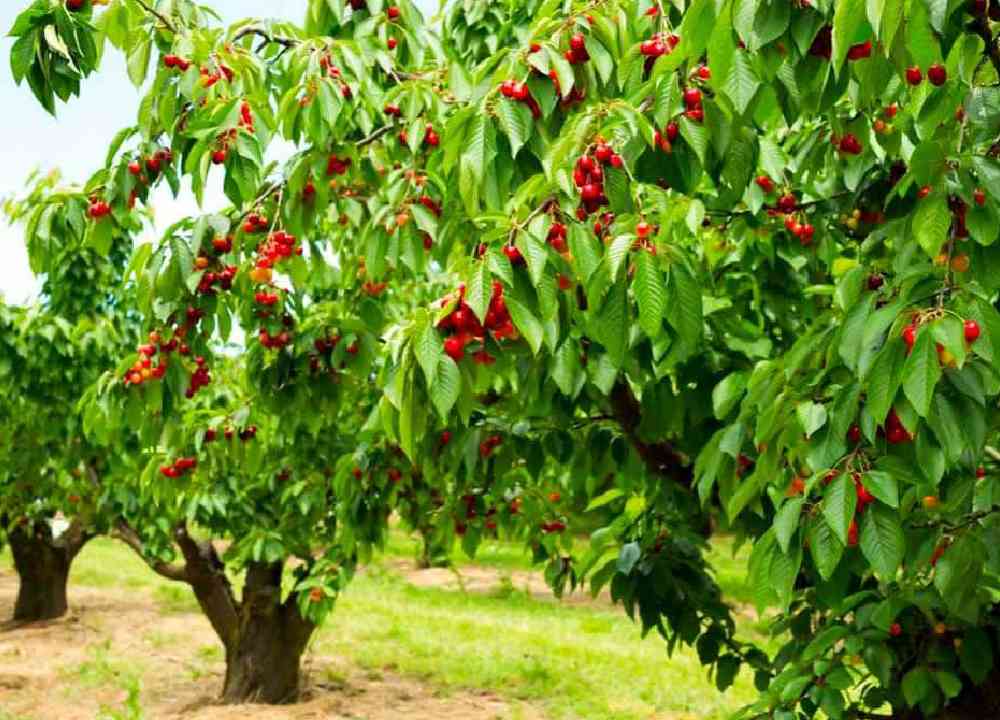 درختان باغ آلبالو در طبیعت زیبای روستای افجه
