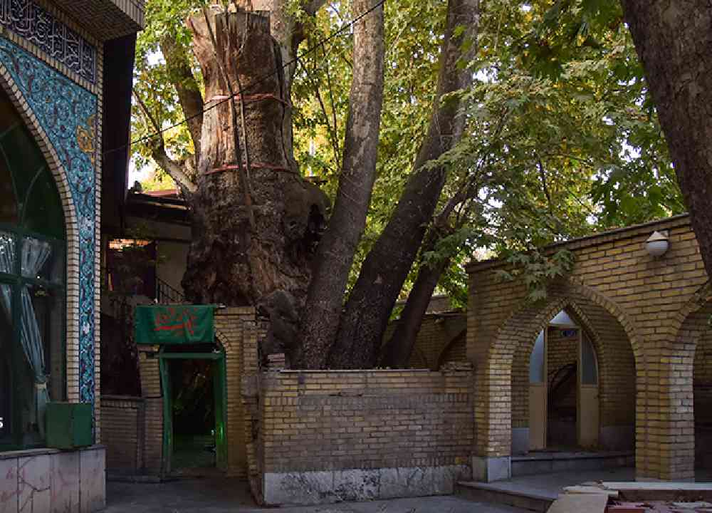 درخت چنار چند صد ساله ۱۲ متری در حیاط مسجد روستای برغان