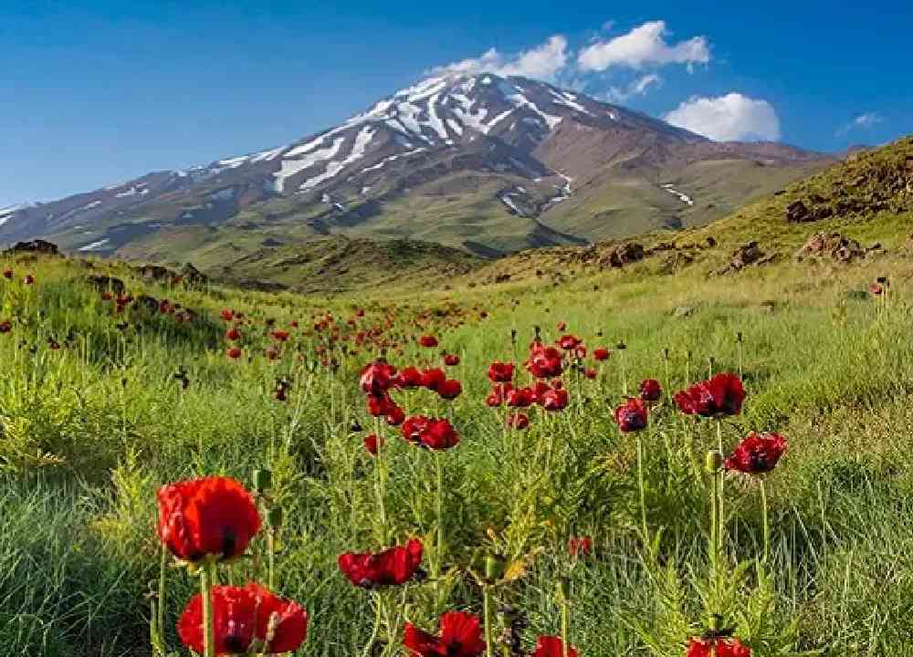 دشت گل شقایق در دامنه کوه دماوند