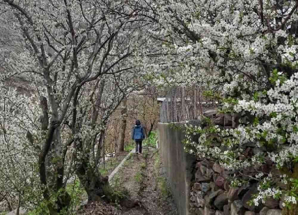 گردشگری در حال قدم زدن در کوچه باغ‌های روستای آهار پر از شکوفه‌های بهاری