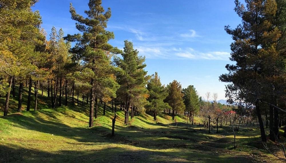 نمایی از طبیعت سرسبز پارک جنگلی لویزان