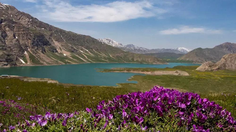 نمایی زیبا از گلهای بنفشه و دریاچه فیروزهای دشت لار