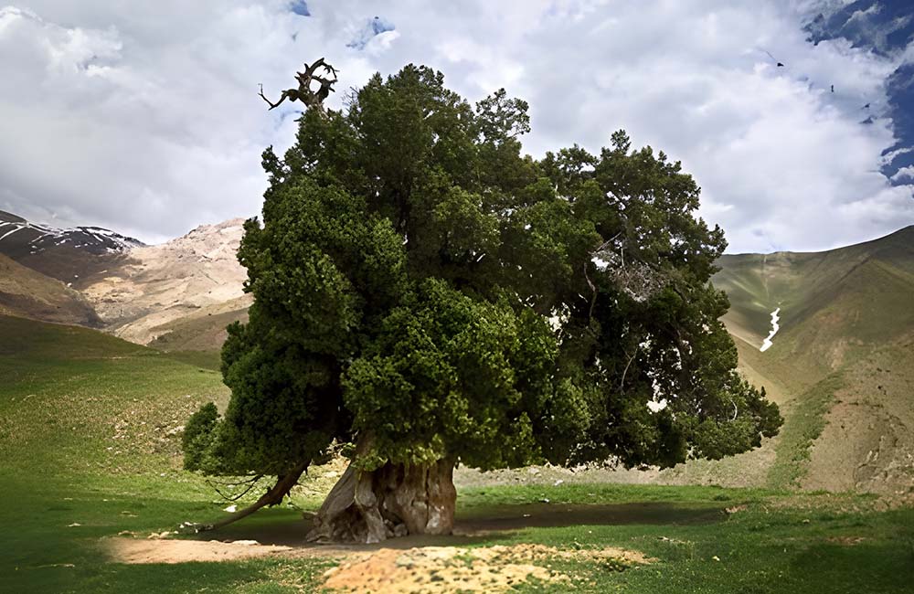 درخت باستانی شهرستانک