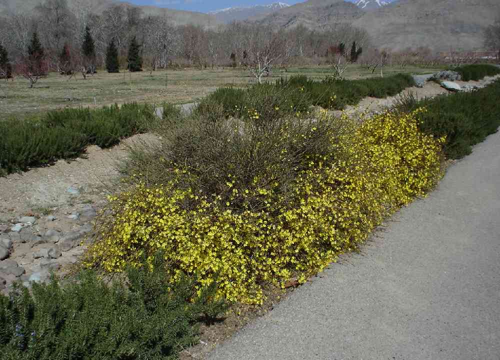 پوشش گیاهی بخش رویشگاه ایرانی باغ گیاه شناسی ملی
