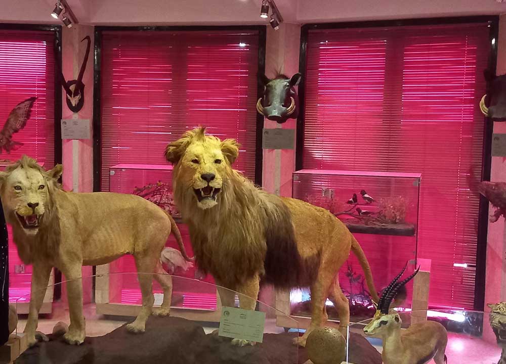 شیرهای تاکسیدرمی شده در موزه تاریخ طبیعی دارآباد