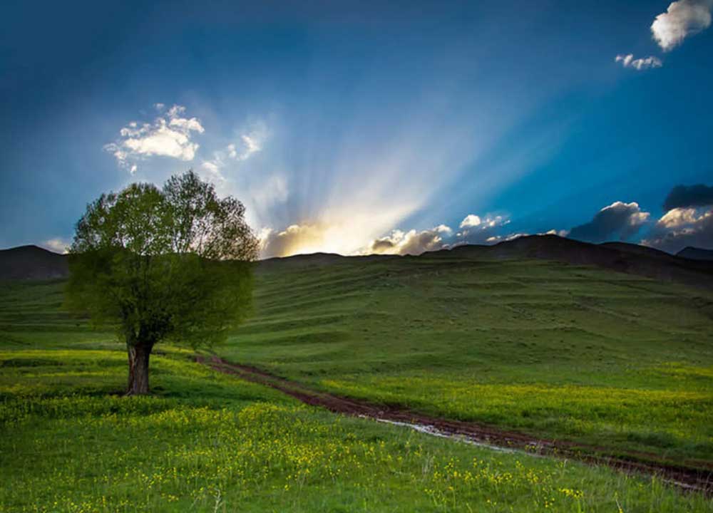 تک درخت سبز در مراتع و دشت‌های سرسبز در لحظه طلوع آفتاب در روستای دیزان طالقان