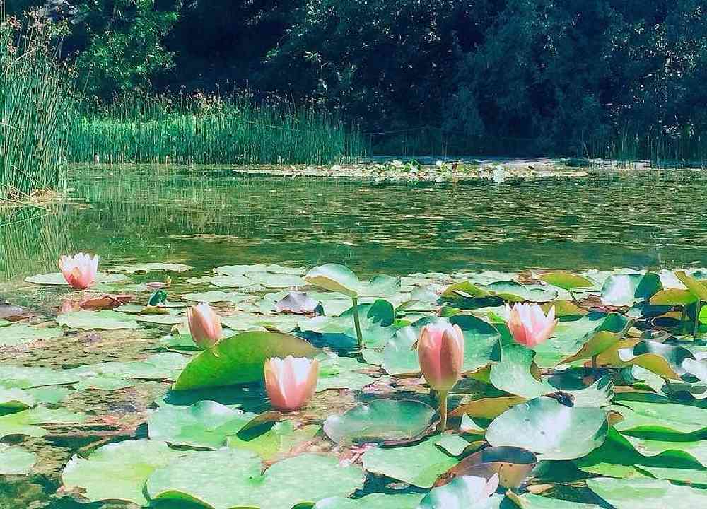 نیلوفرهای آبی در دریاچه باغ گیاهان دارویی