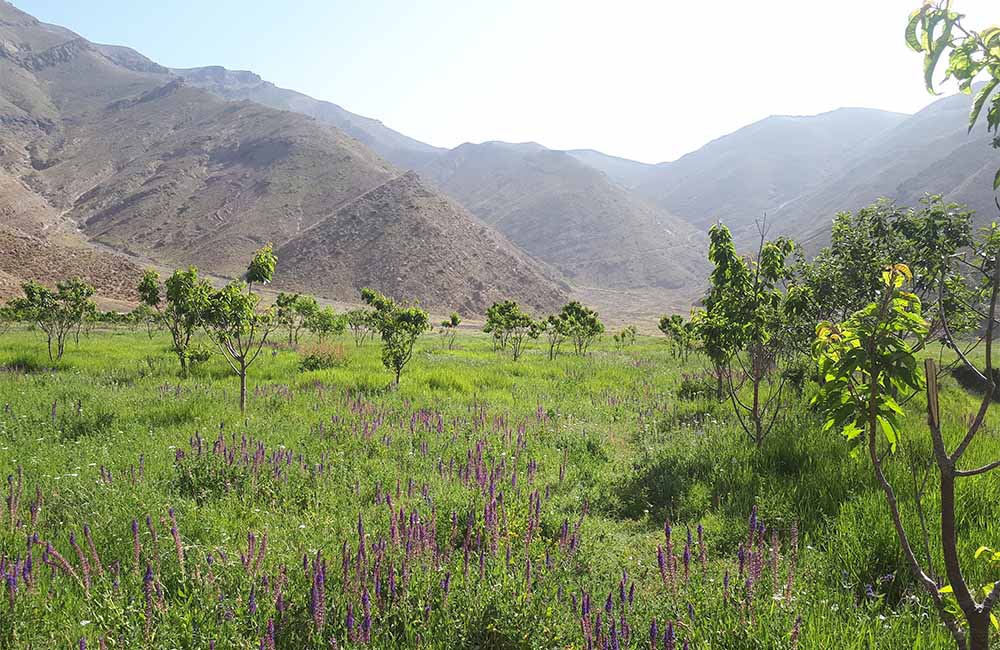 دشت گیاچال افجه