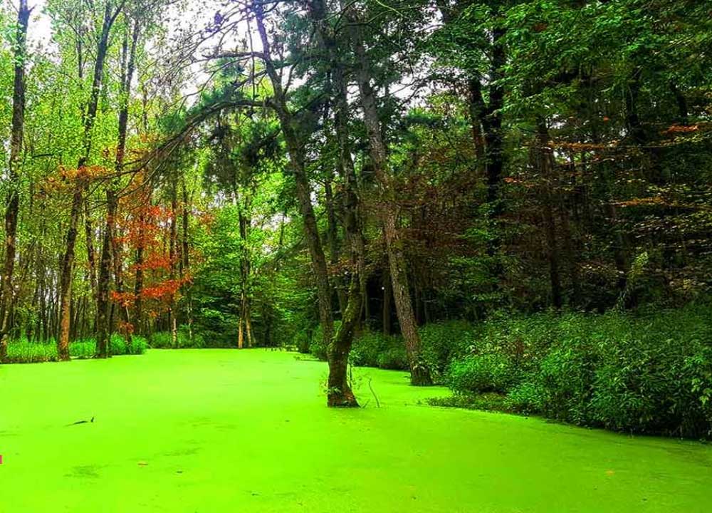 نمای مرداب سراوان در دل پارک جنگلی سراوان پوشیده از خزه های سبز به عنوان یکی از زیباترین جاهای دیدنی رشت