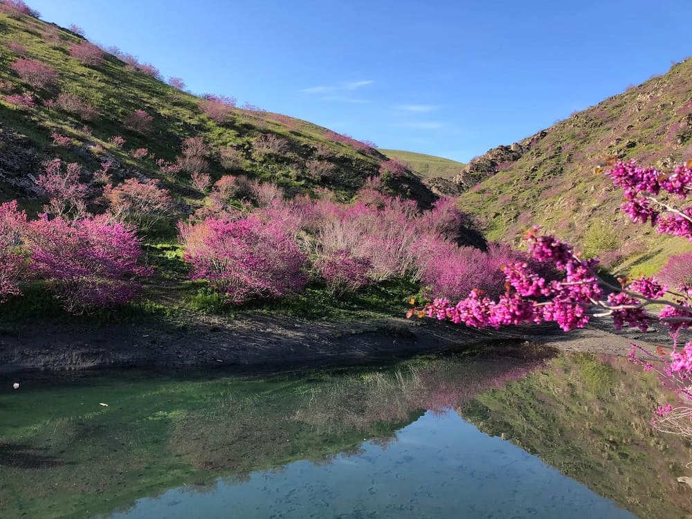 نمایی از دره ارغوان از جاذبههای بکر اطراف مشهد در تابستان