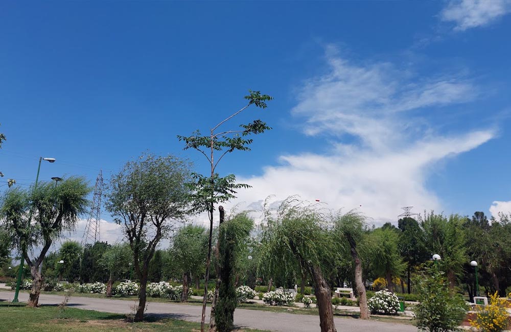 درختان پارک آزادگان در تهران