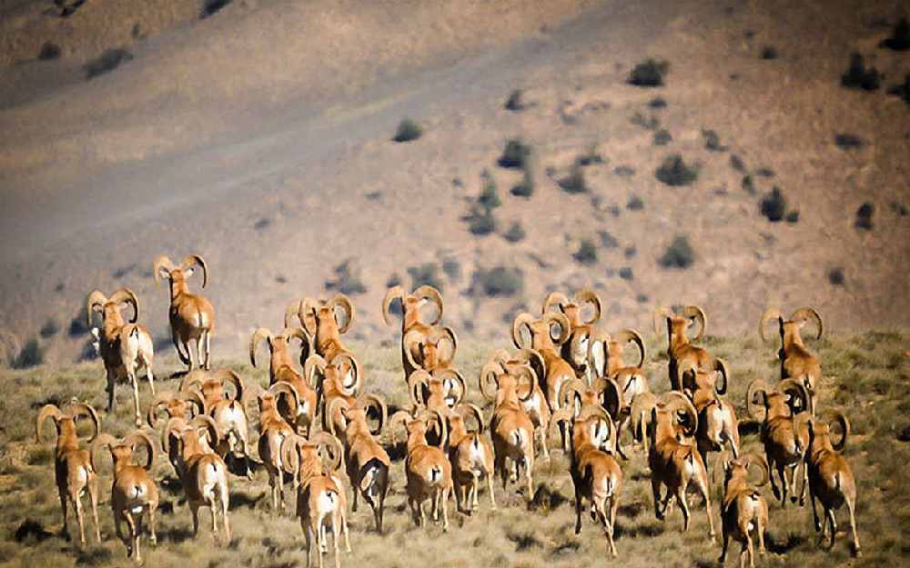 گله بزهای کوهی در حیات وحش پارک ملی خجیر از بهترین پارکهای جنگلی شرق تهران