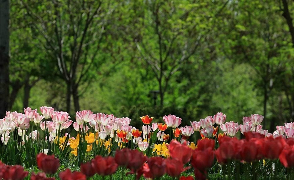 نمایی از گلهای زیبای باغ گلهای مشهد