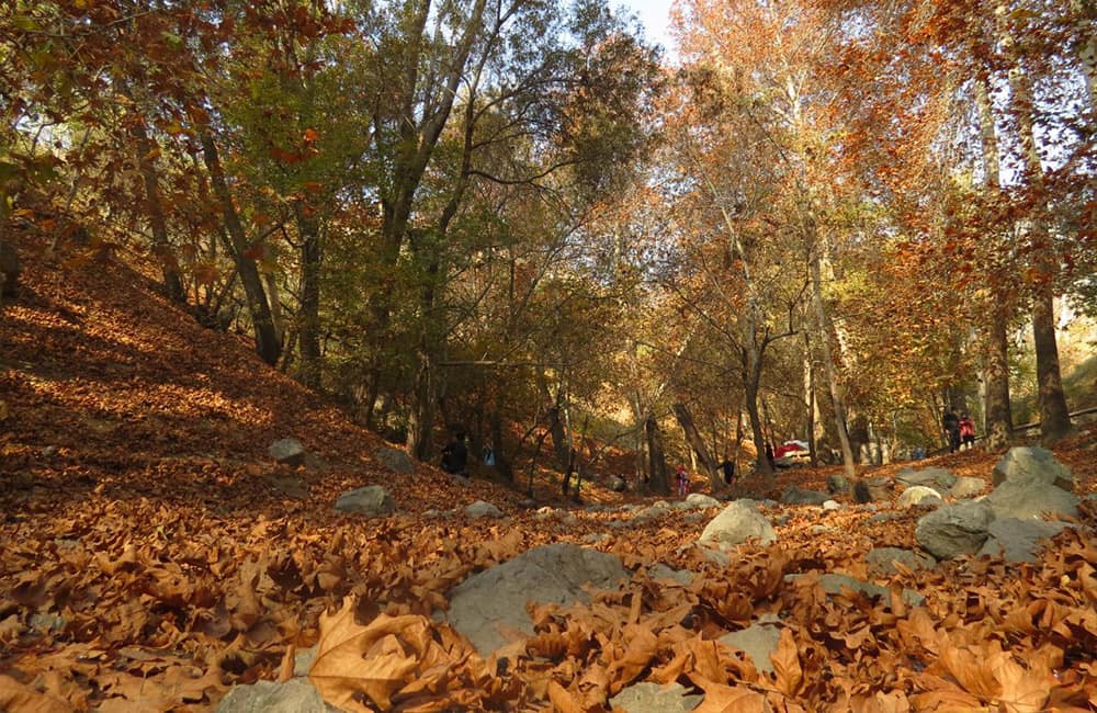 زمین پوشیده از برگهای پاییزی در پارک جمشیدیه تهران