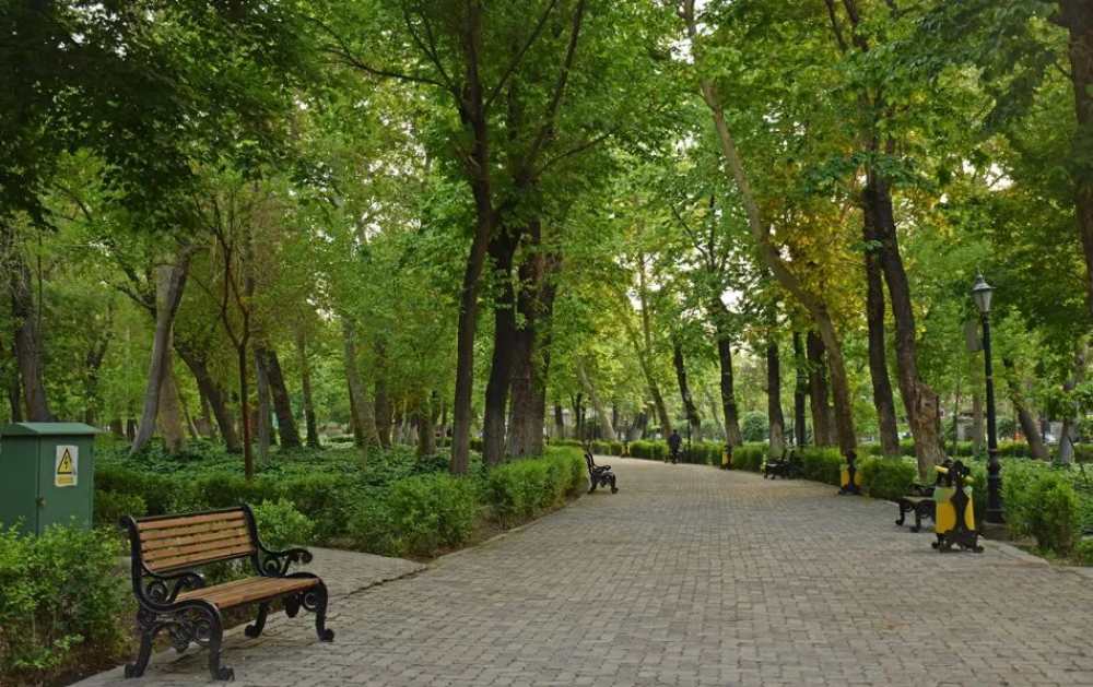 درختان انبوه و درهم‌تنیده پارک شهر تهران