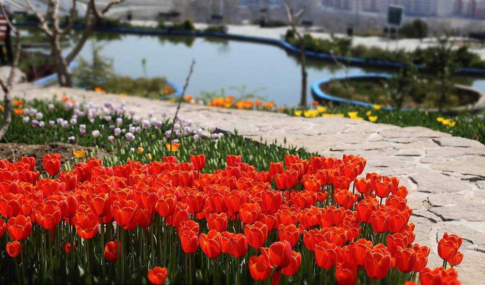 باغ گل‌های لاله ایرانی در پارک آبشار تهران