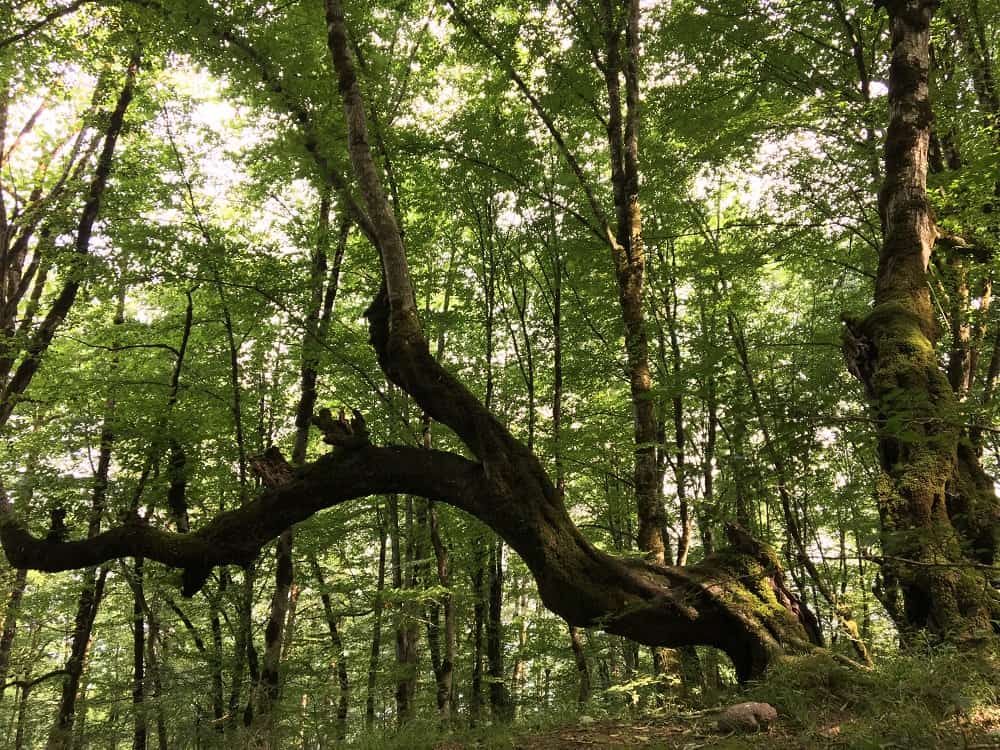 نمایی از درختان زیبای جنگل دالخانی رامسر در فصل بهار
