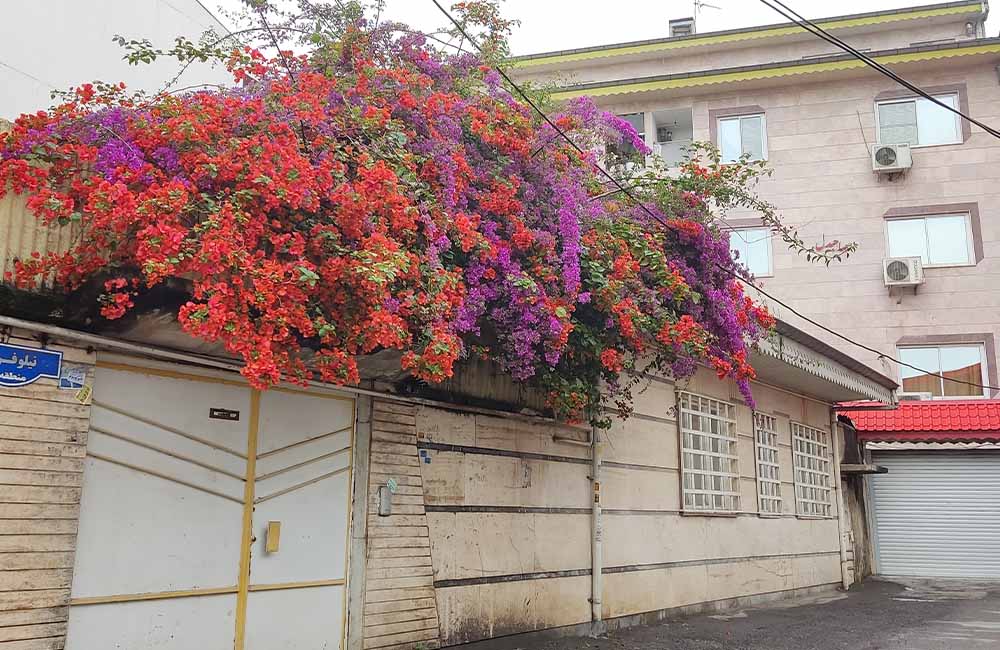 گلهای قرمز و بنفش بر روی دیوار در بهار رشت