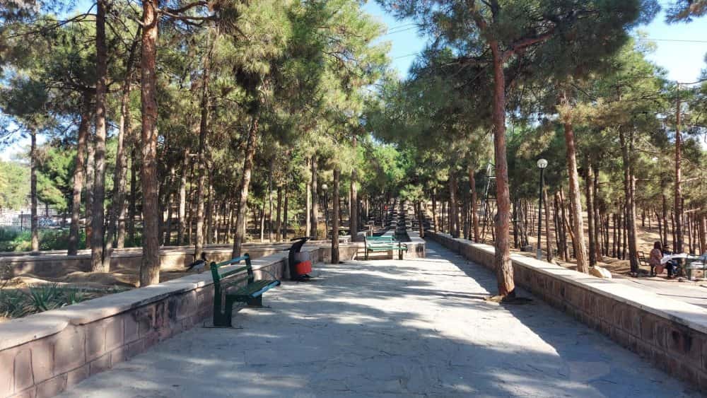 درختان کاج در پارک جنگلی سرخه حصار