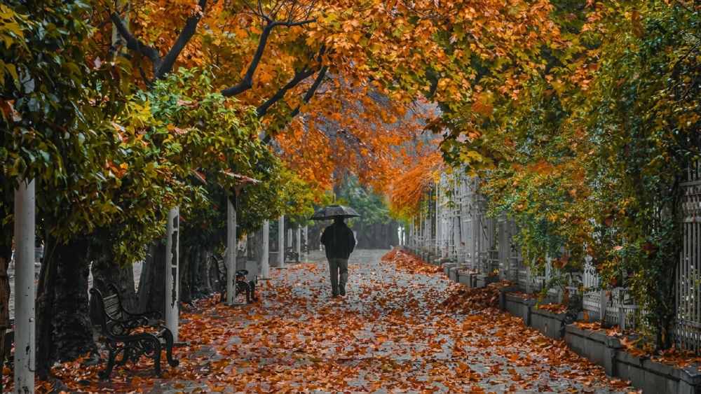 یک آقا در حال قدم زدن در هوای بارانی بلوار ارم شیراز در پاییز