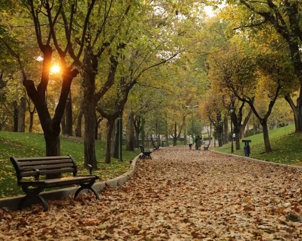 مسیر پیاده روی که با برگ‌های پاییزی پوشیده شده
