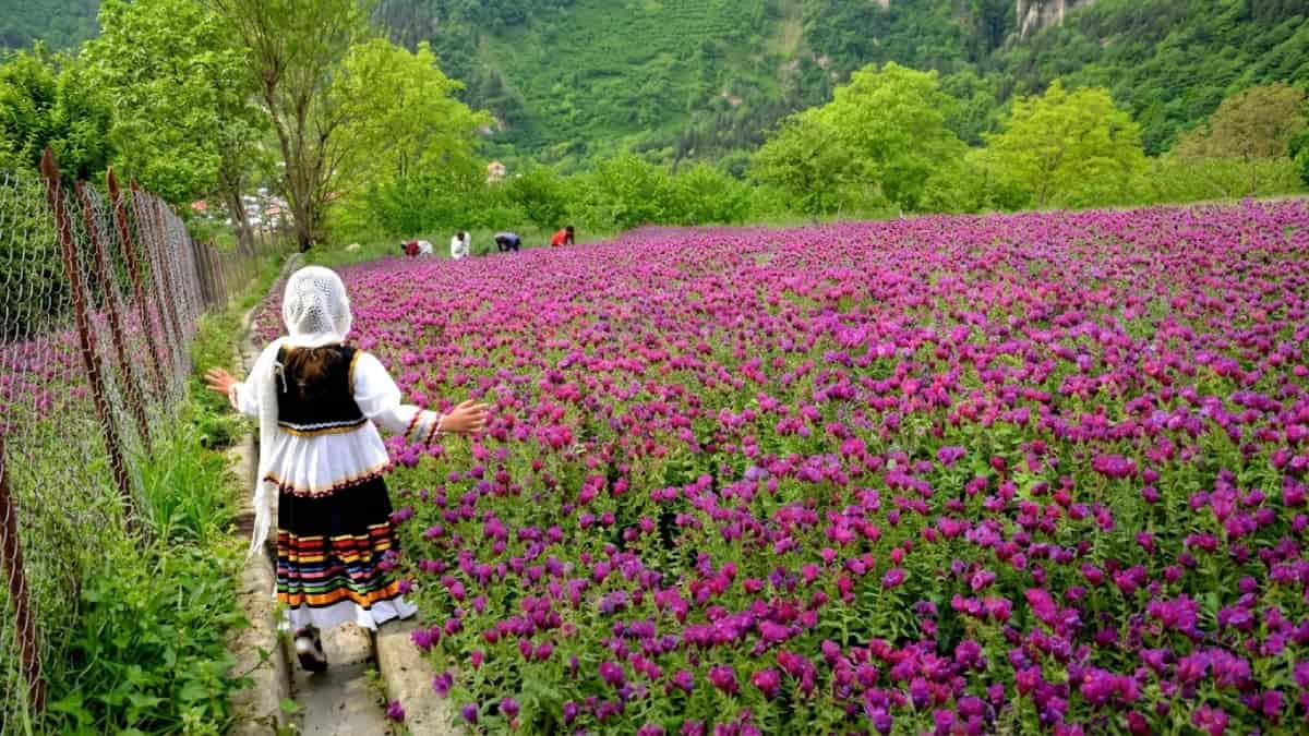 روستای جنت رودبار رامسر؛ راهنمای کامل سفر به پایتخت گل گاوزبان مازندران