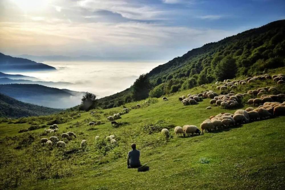 گوسفندان در حال چرا کردن در ارتفاعات روستای جنت رودبار