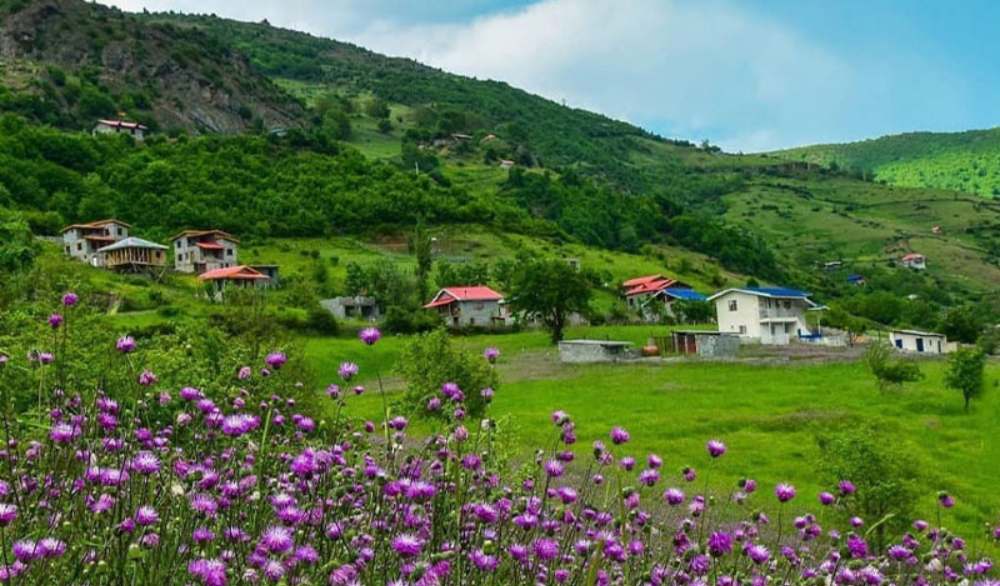 روستای جنت رودبار رامسر از منظره یک مزرعه گل گاوزبان