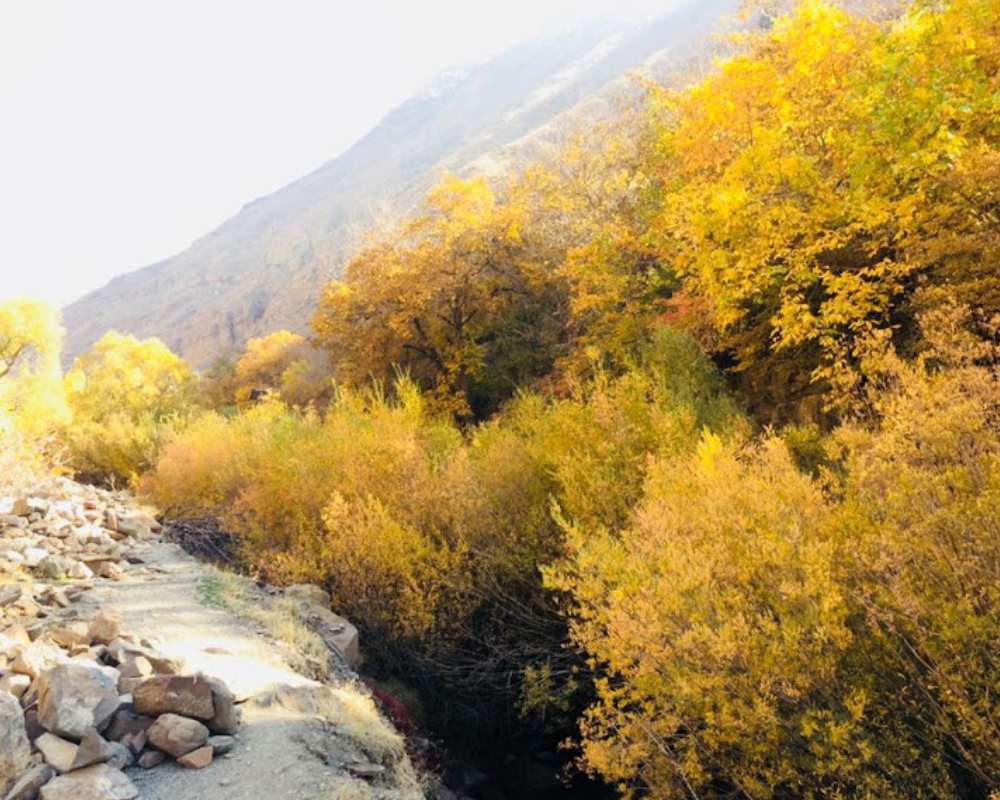 درختان انبوه زرد پاییزی در کنار صخره‌ها و کوه‌های روستای برگ جهان لواسان